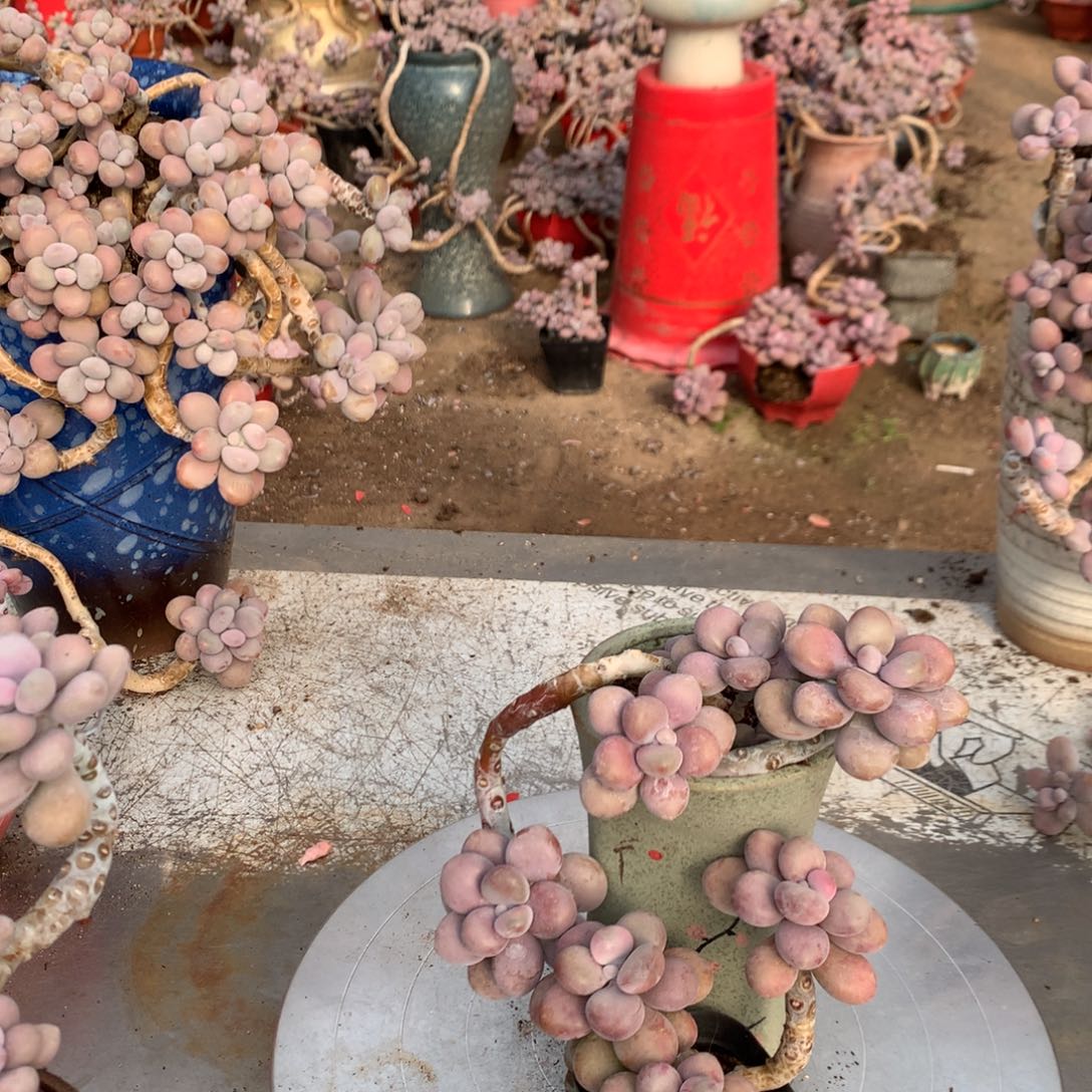 桃蛋老桩有瑕疵5号