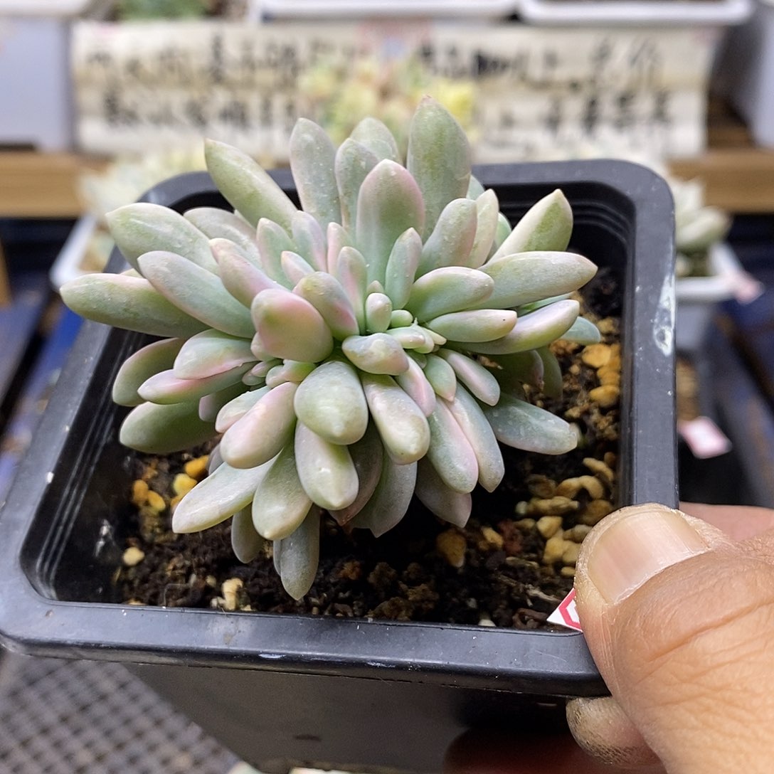 26113 醉美人锦缀