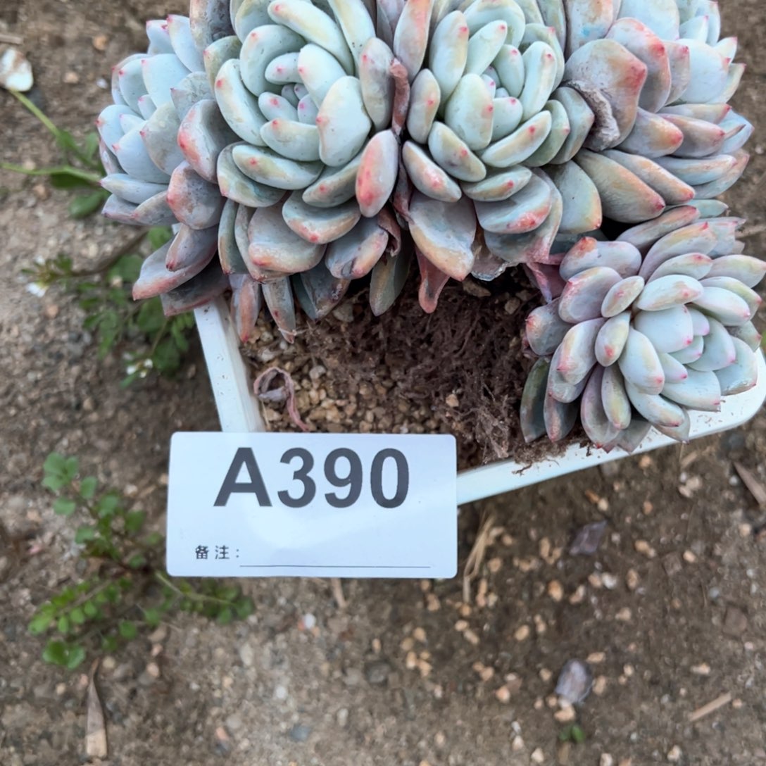 毛*390 多肉多肉多肉多肉多肉