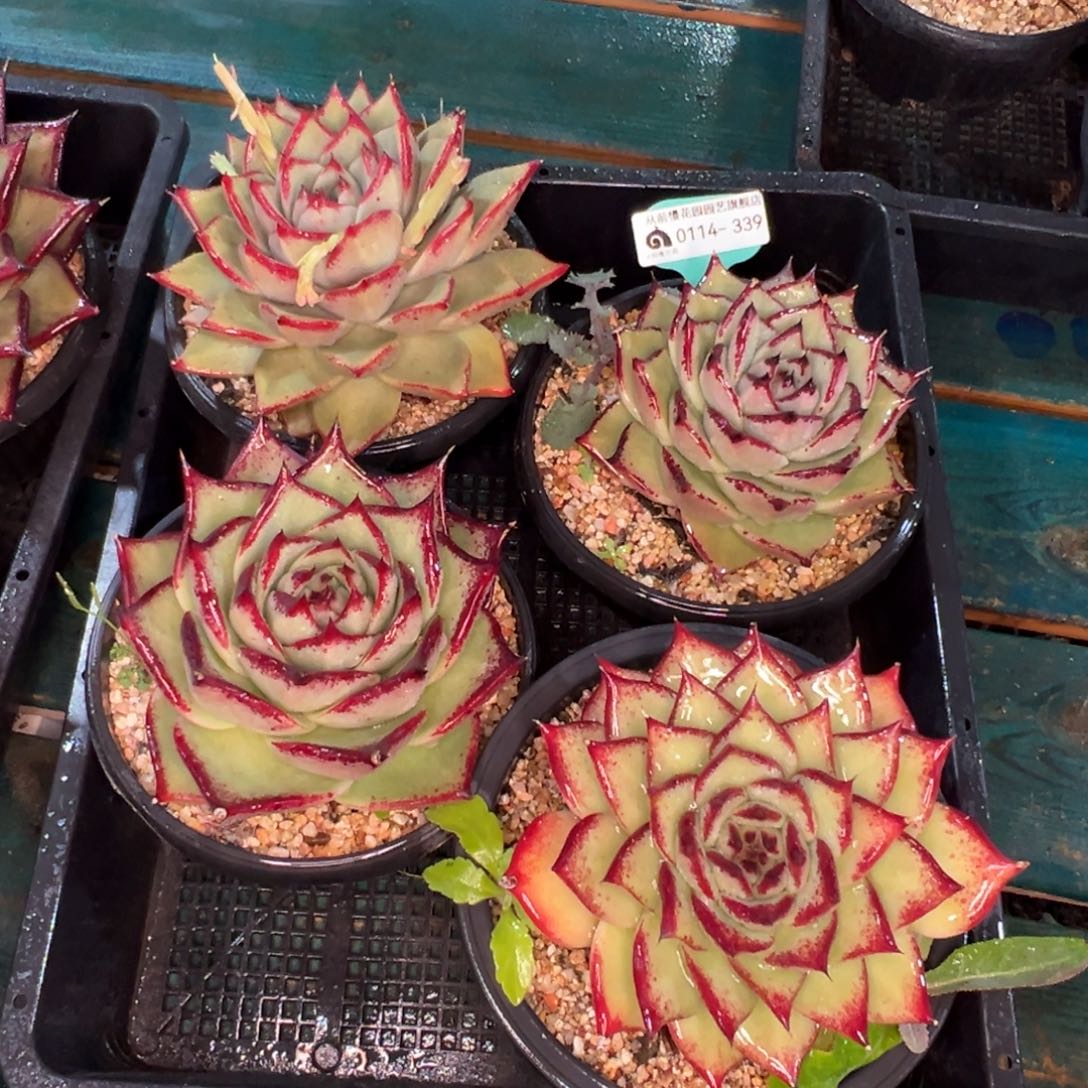 从前慢多肉精选编号0114.339