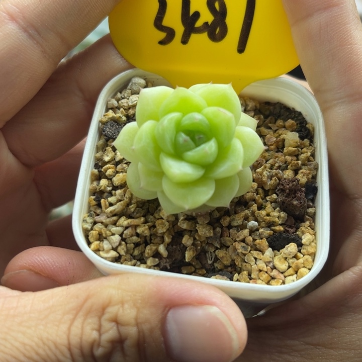 开播福利麦秆3487