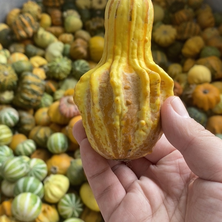 墨西哥文玩葫芦，白菜