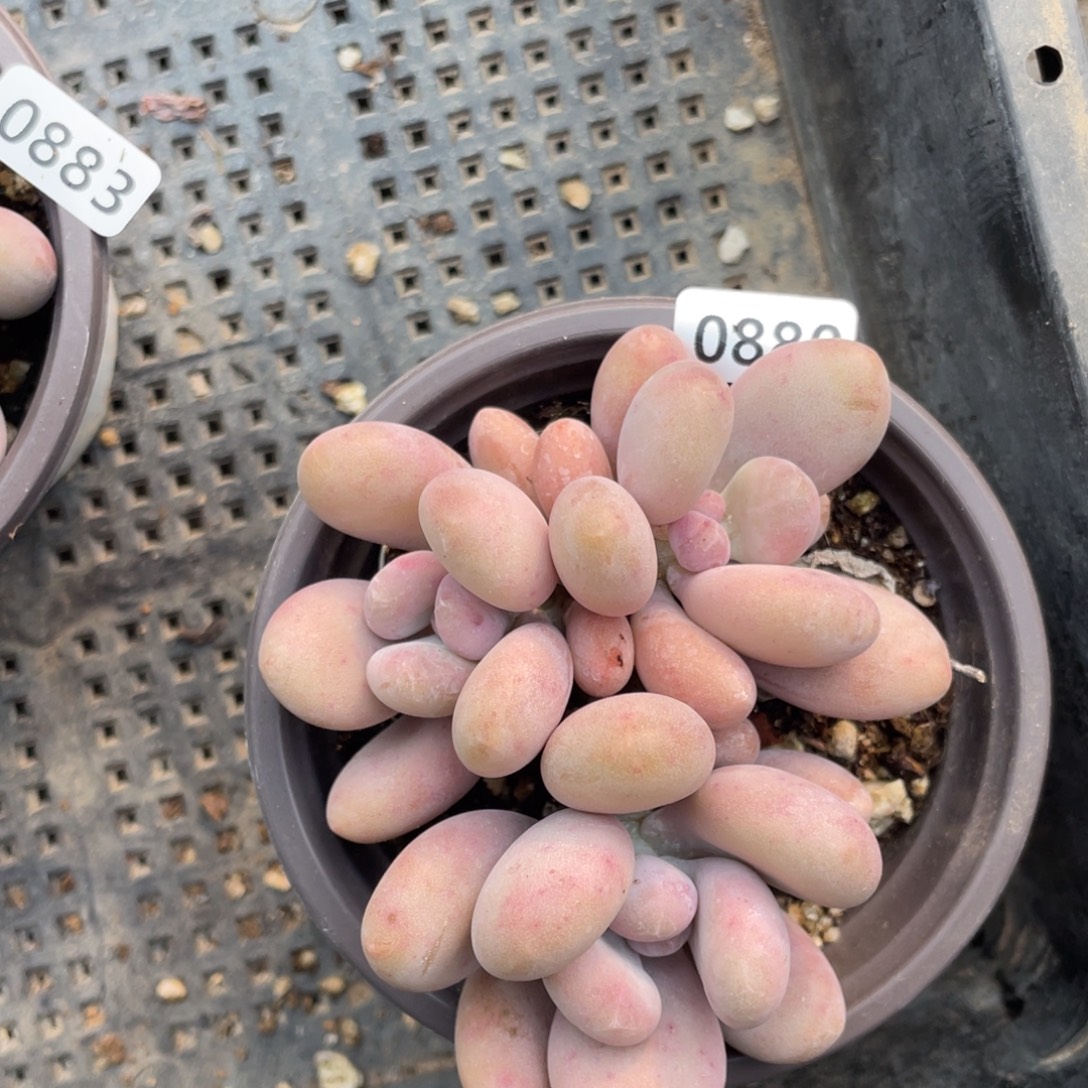 圈***话达摩奶酪多肉植物