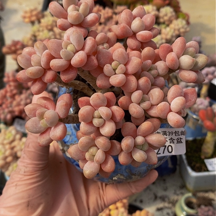 鱼子酱老桩10cm270多肉植物