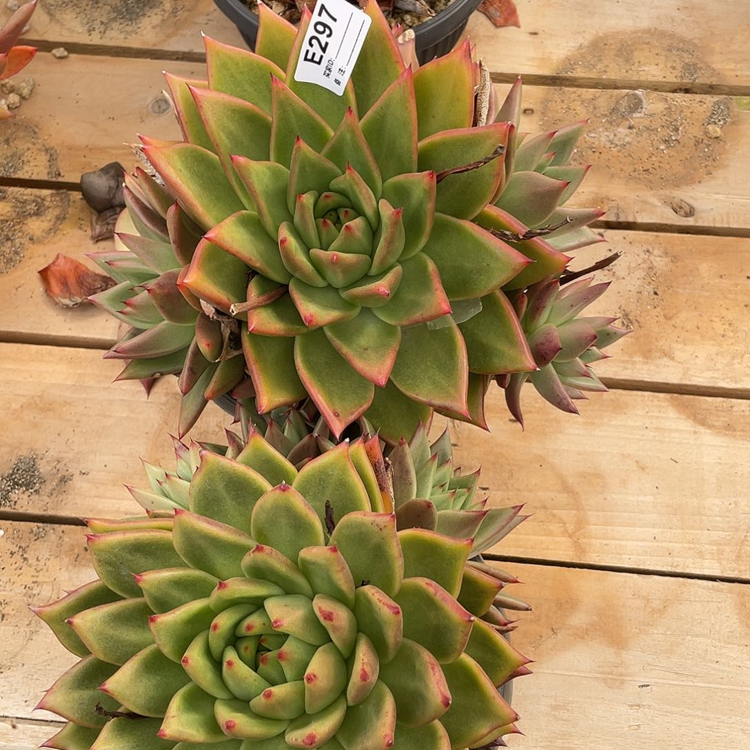 若如东云组拍E297