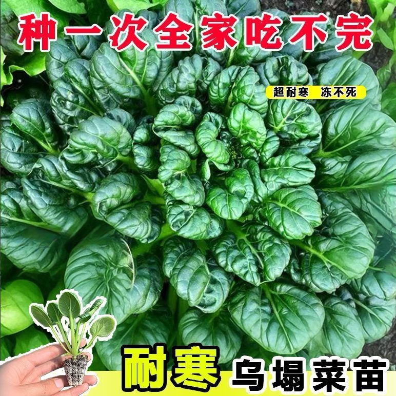 耐寒乌塌菜苗耐寒黄心乌塌菜盆栽地栽秧苗秋冬青菜火锅雪地金乌苗