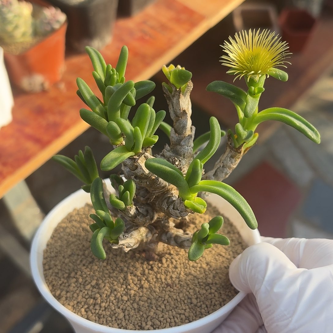 绿花兔子仙人球1234