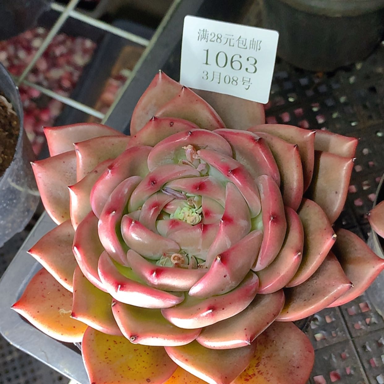 【闪购商品】云1063