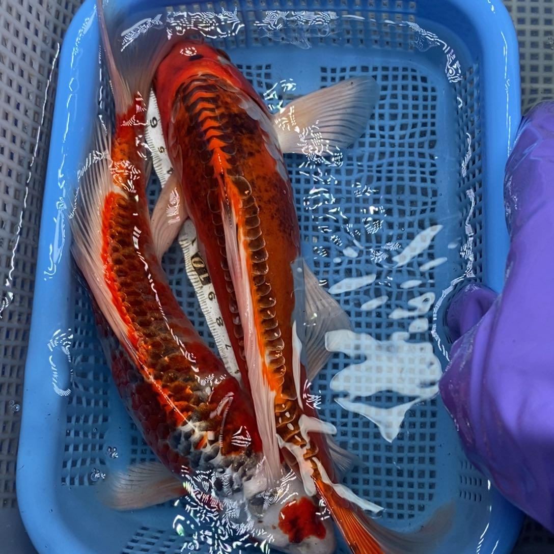 锦鲤冷水锦鲤包邮