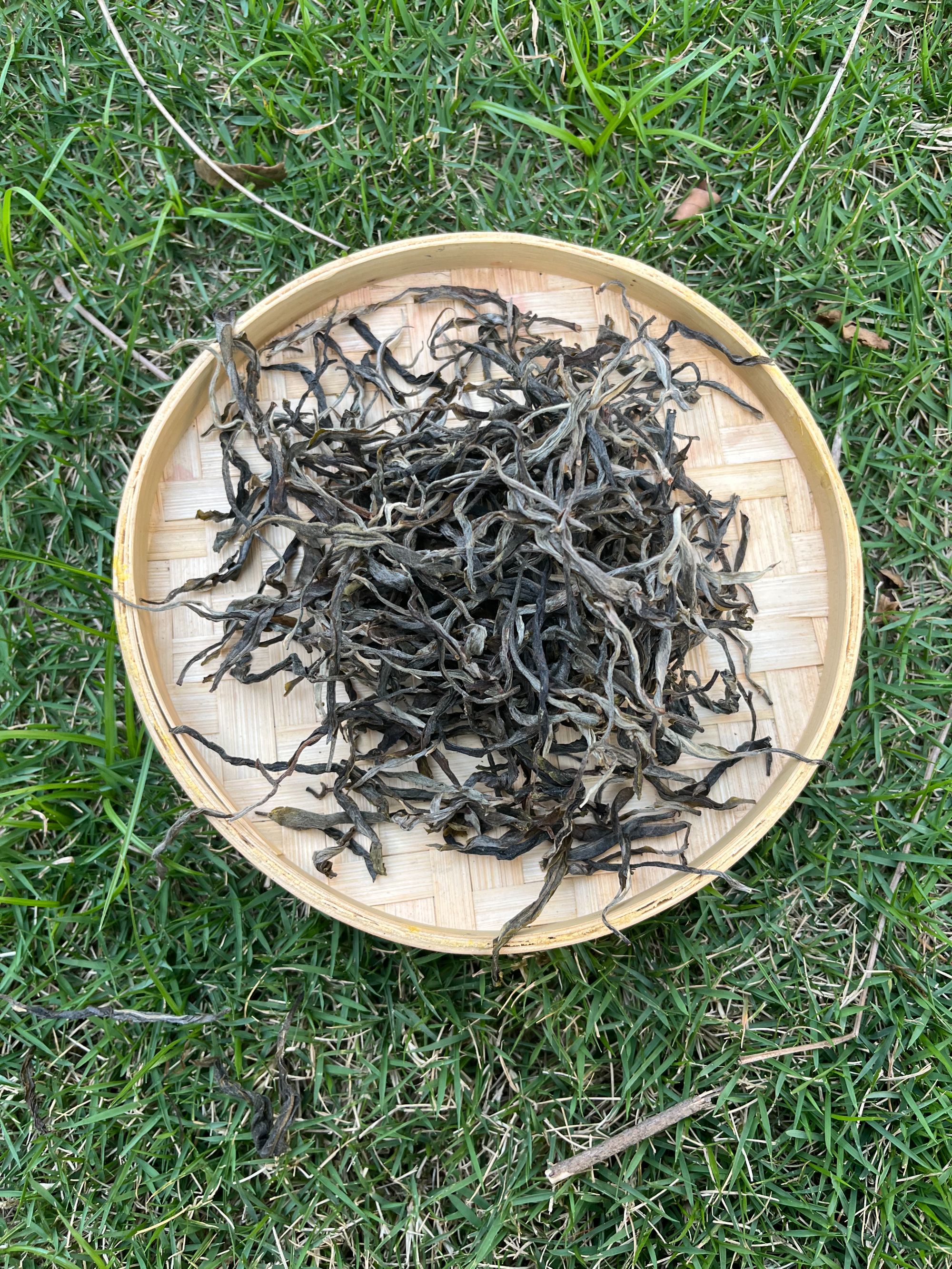 大泥塘2025年头春古树  生茶 500克