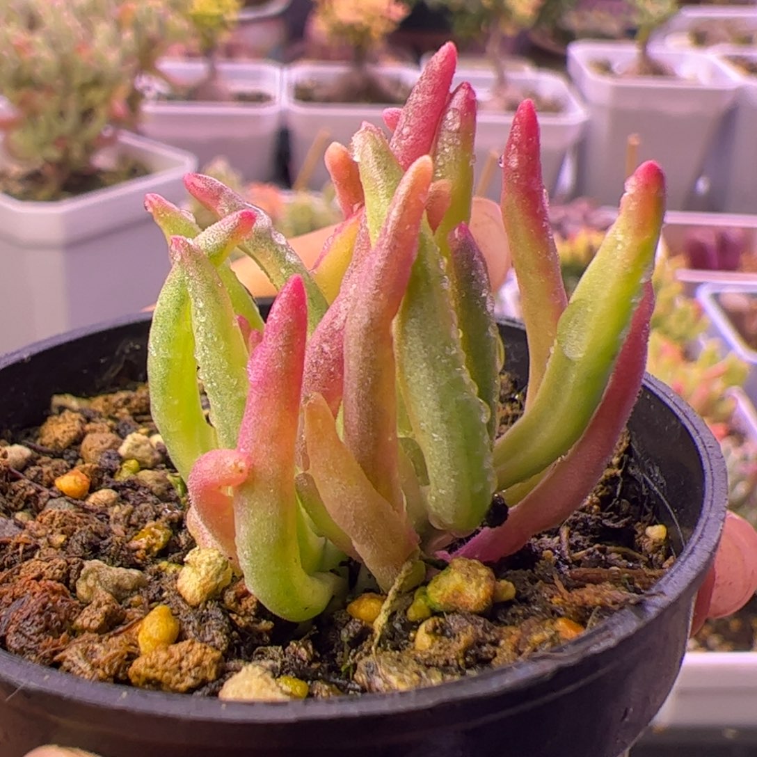 010多肉植物枝干冰花锦