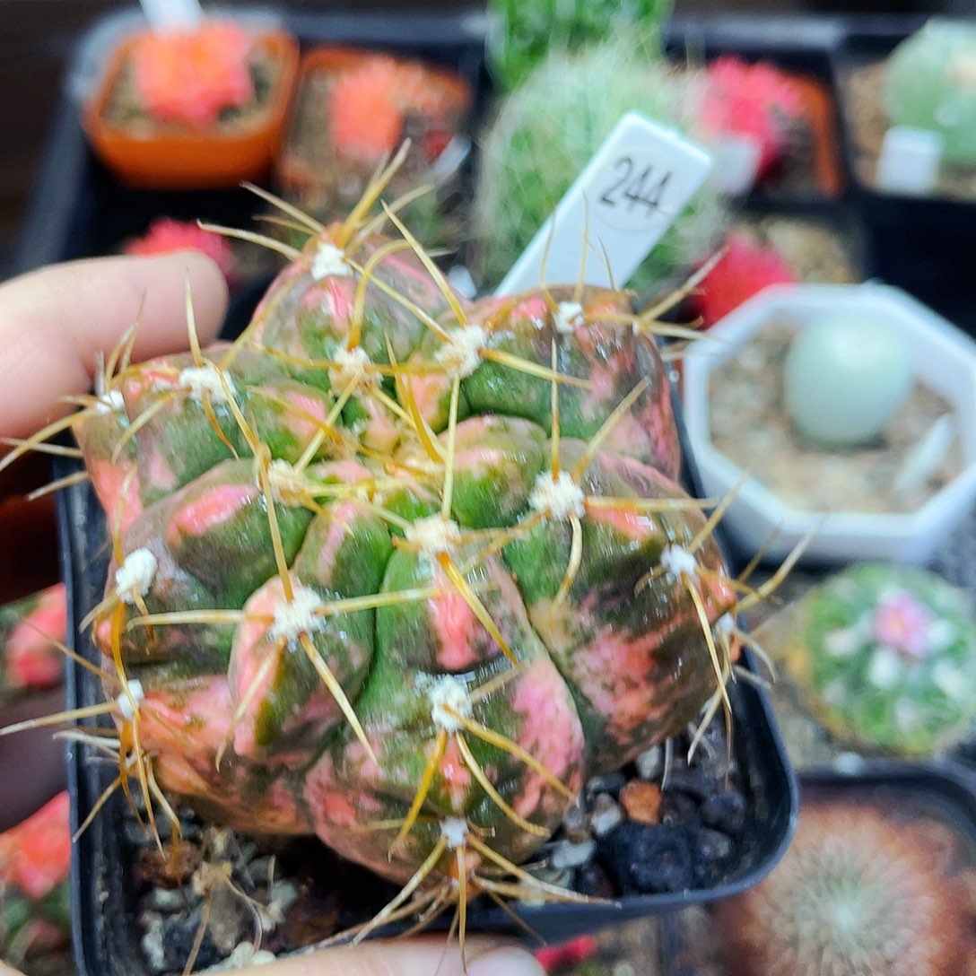 非偏远地区满25包邮仙人球