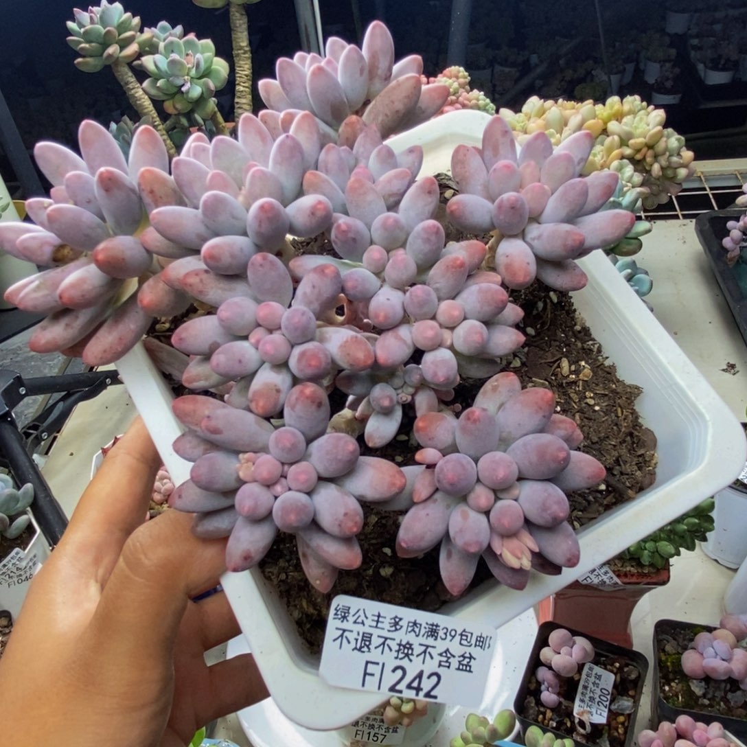 242婴儿手指多肉10c m