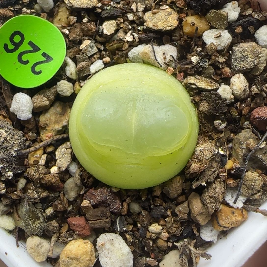 拉登漂亮多肉植物226