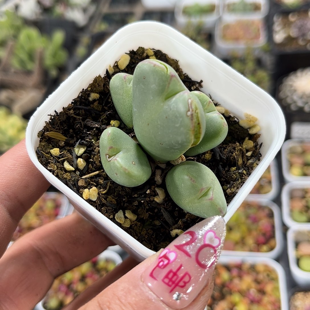 少将单头发货有根