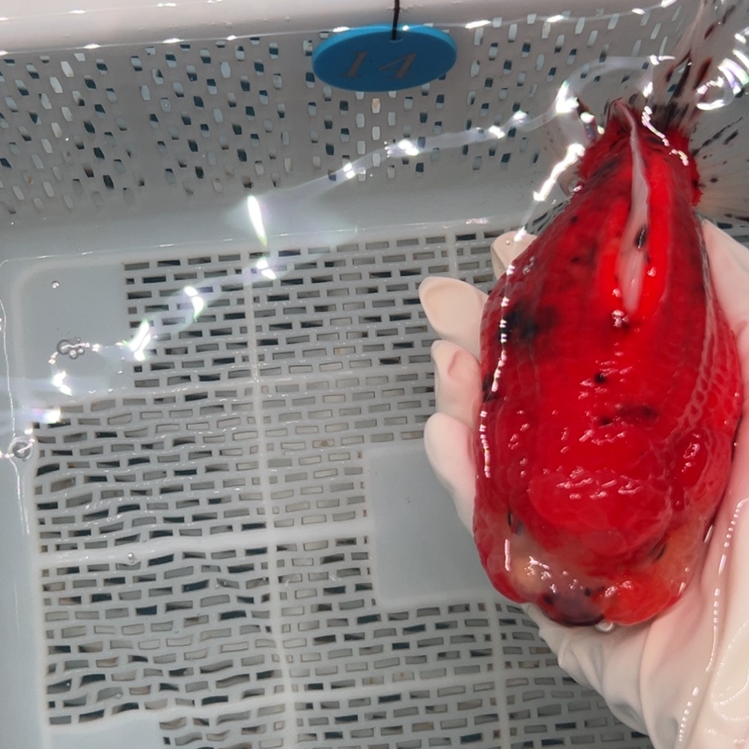 吴***忧海水鱼是一个集生产销售的