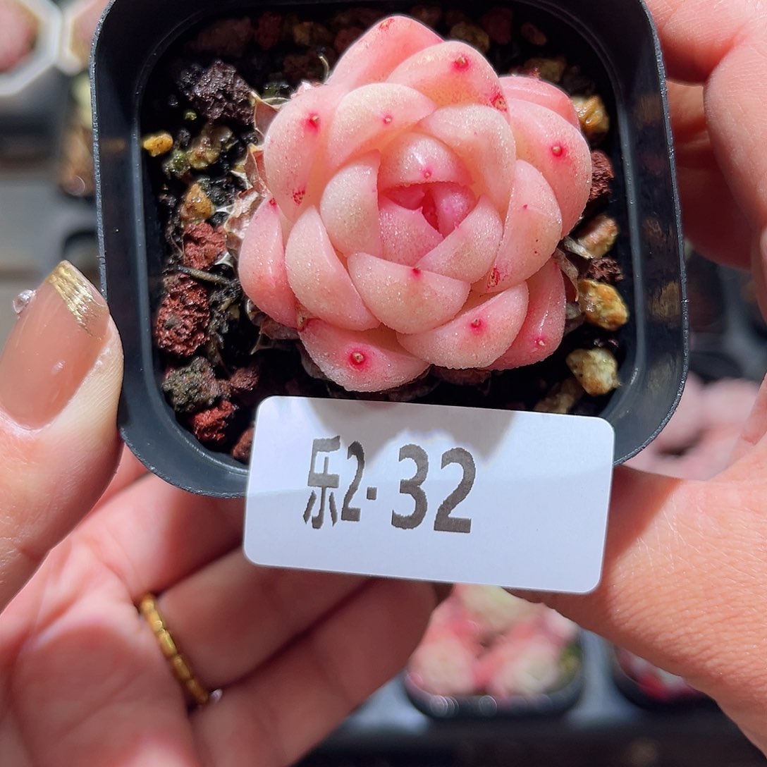 乐2-32 麦秆单头 