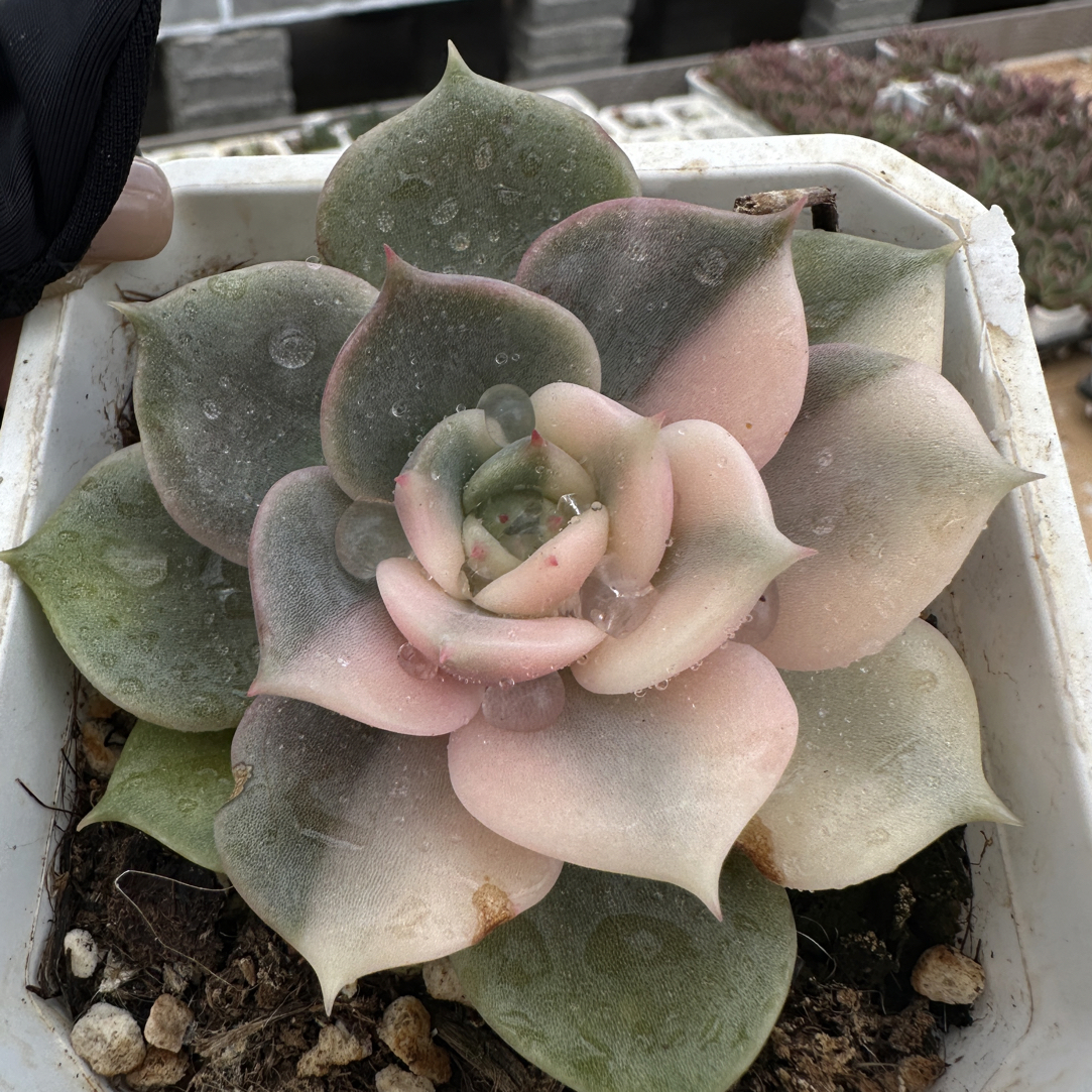 贝加尔湖花脸锦，多肉植物