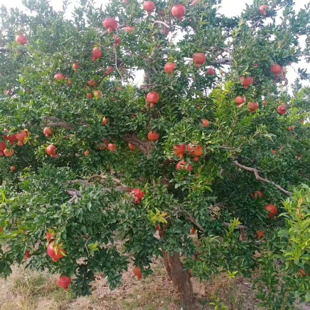 自有高杆树苗一物一拍低价出售量大详询