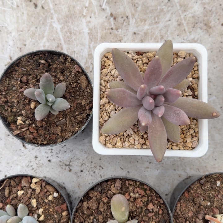 粒子星球 叶插  一物一拍