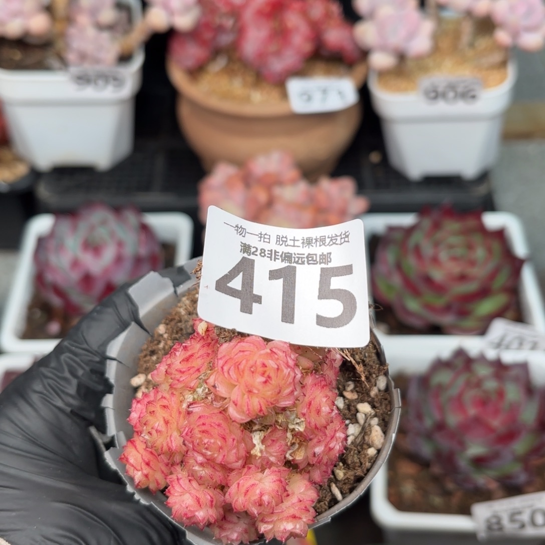 麦秆群无盆土发货