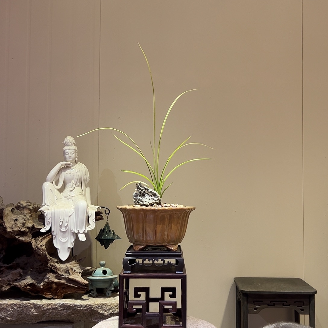 大部分花苞少量开放万寿锦荷