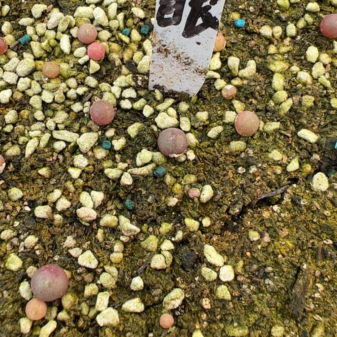 8-164量拍好眼小苗一颗