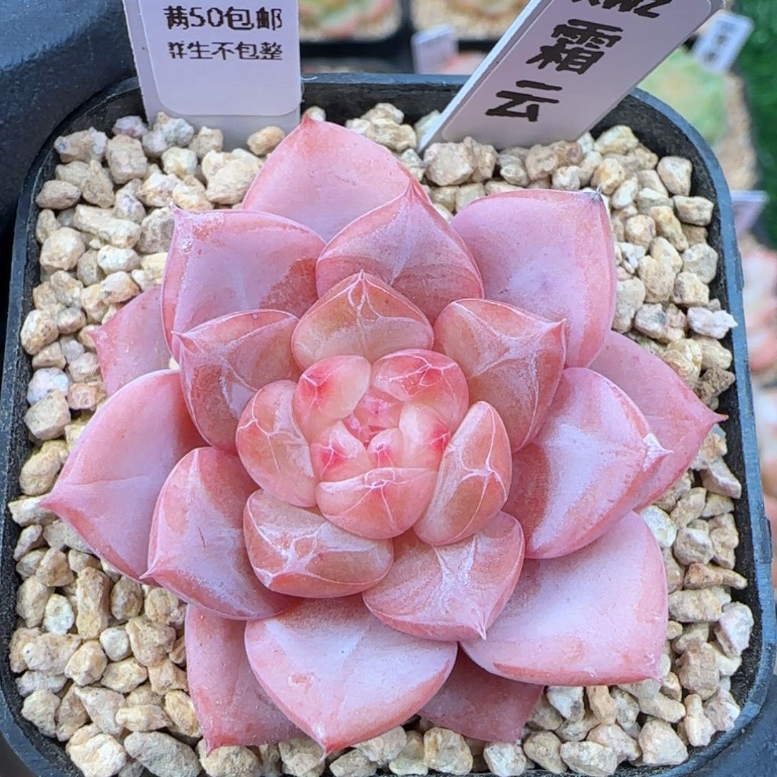 029  霜云   5厘米盆