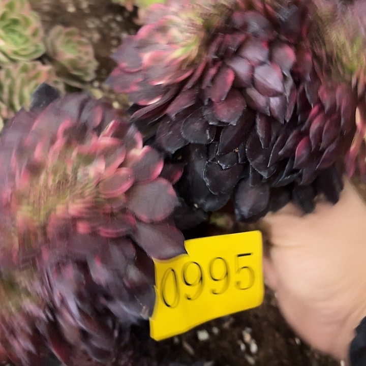 多肉植物烟花缀995