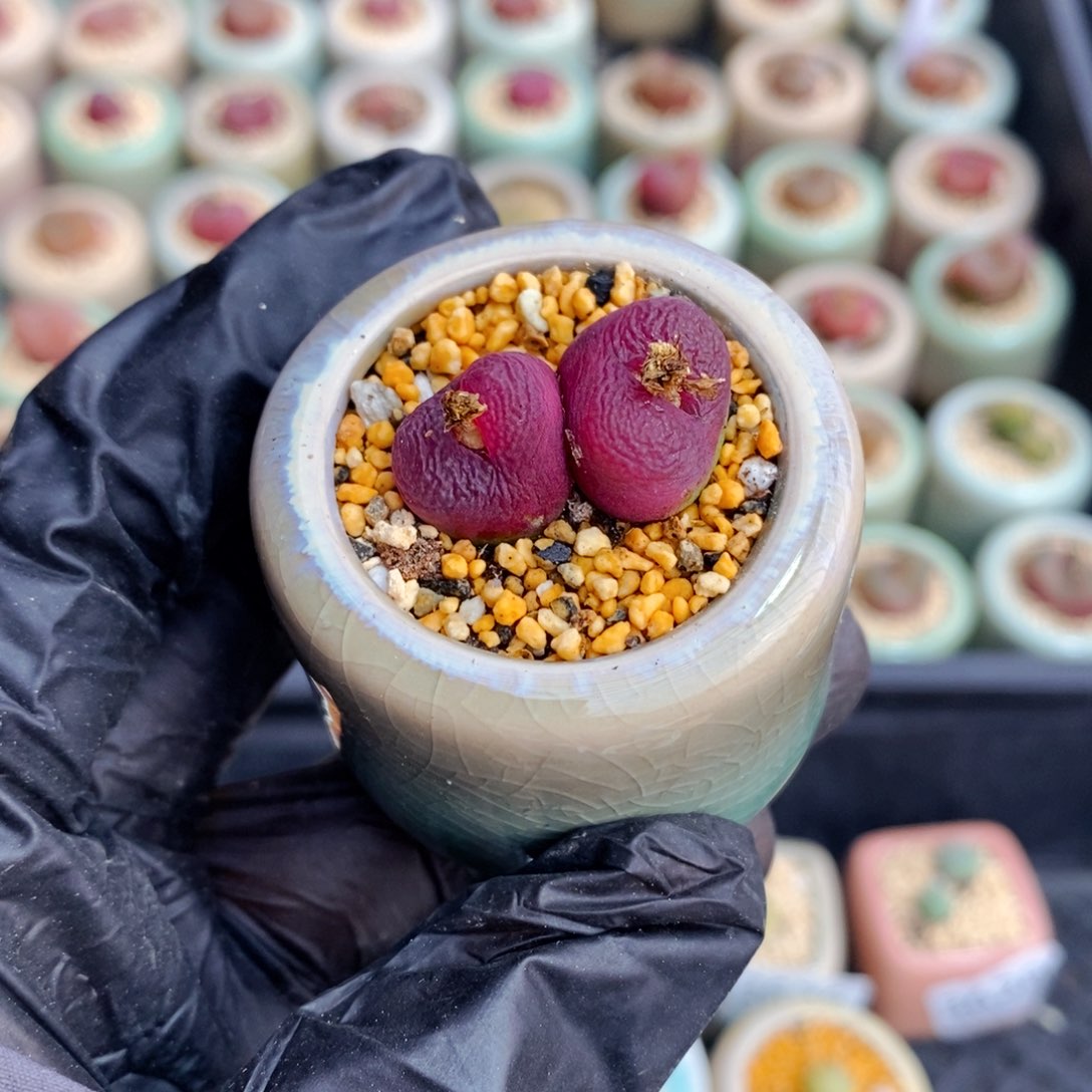 3638--一物一拍 带盆