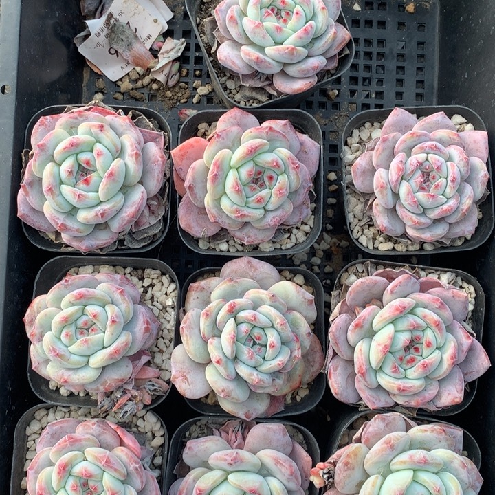 2971十颗微瑕疵脱土包邮