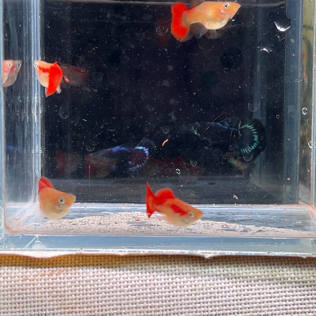 孔雀鱼黄豹球小鱼2对