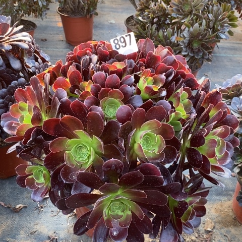 冰紫多肉植物法师不包损