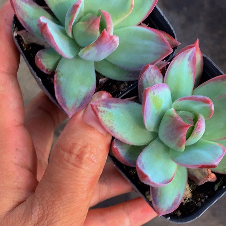 惊鸿仙子宽 特价2颗 （满9.99包邮不满9.99发叶子）