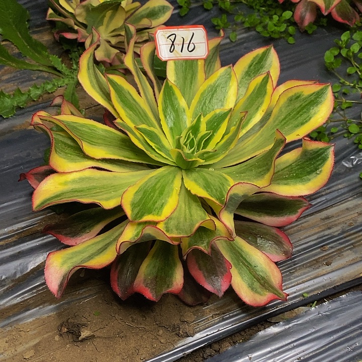 沛***清魅影老桩带侧芽816号