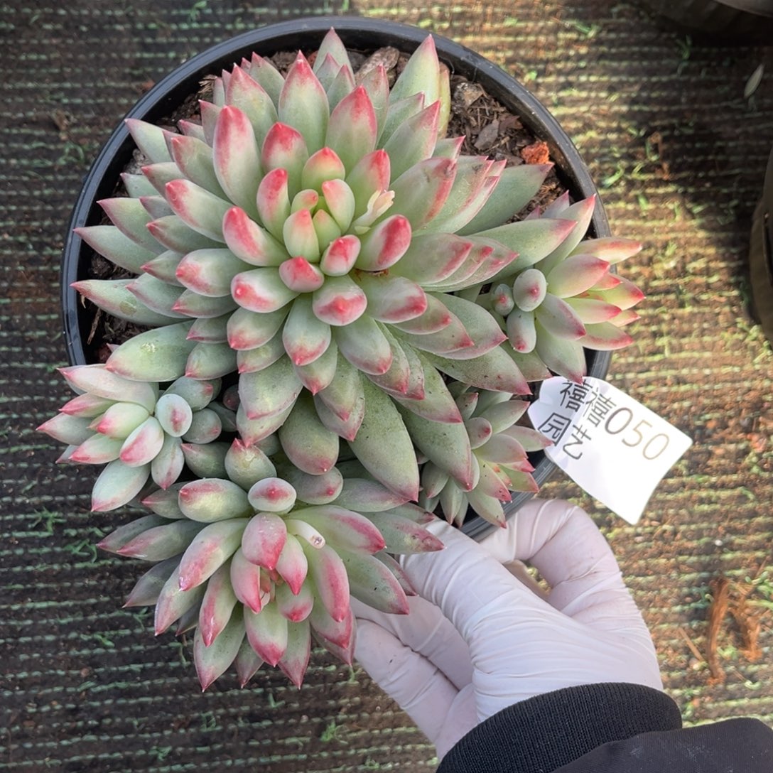 050二代鱼美人多肉植物