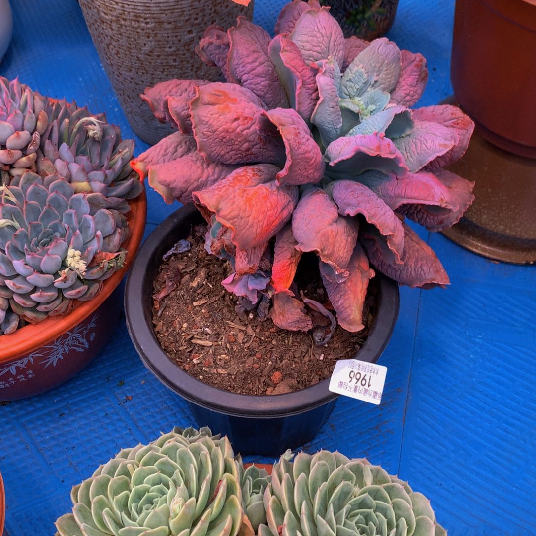 ?****?1966男爵多肉