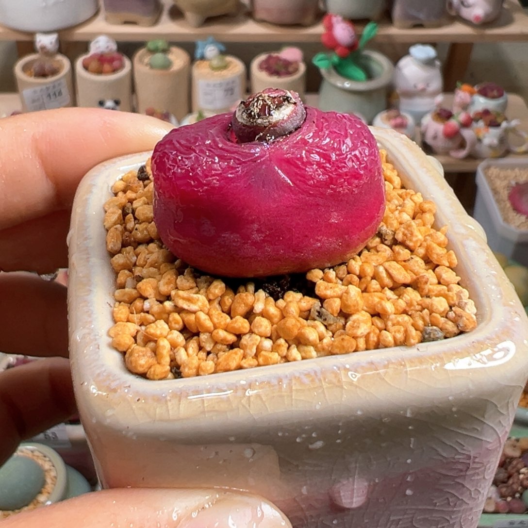 多肉植物118号毛毛