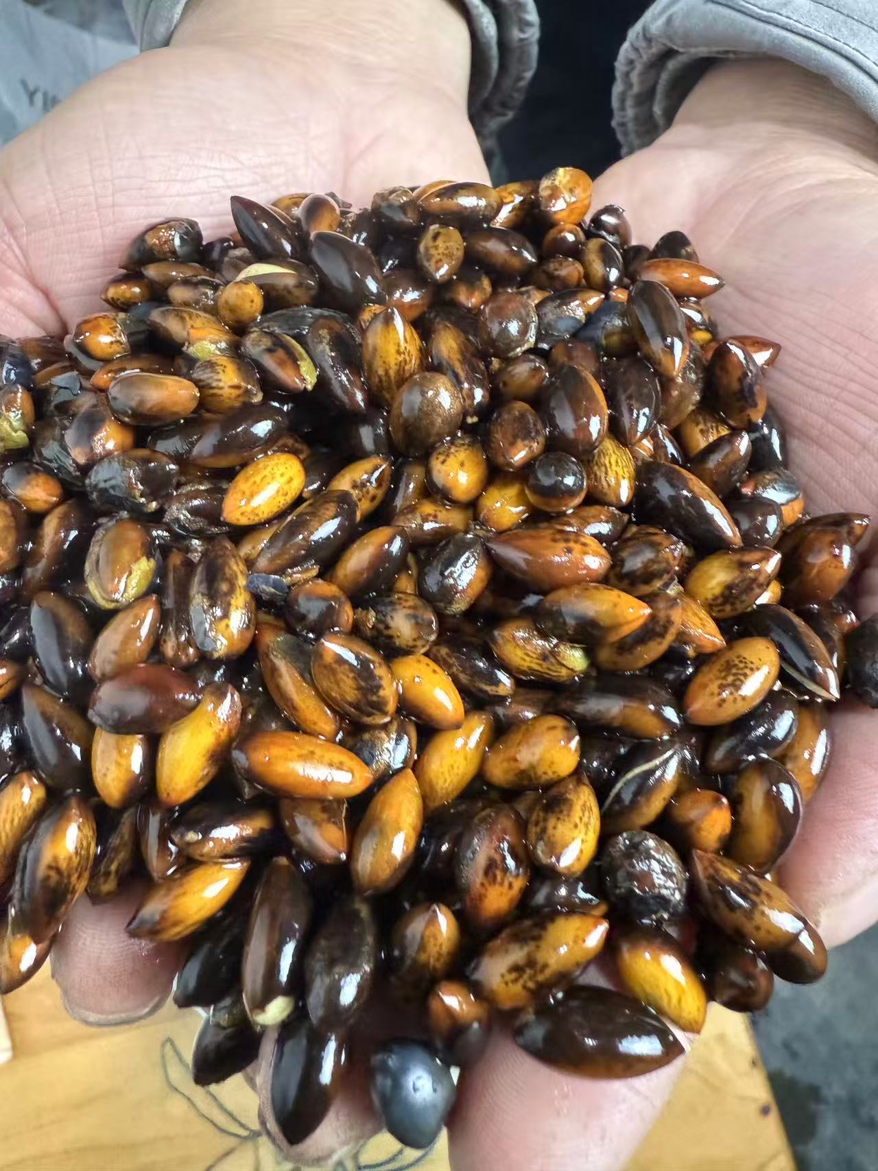 金丝楠木小叶桢楠种子