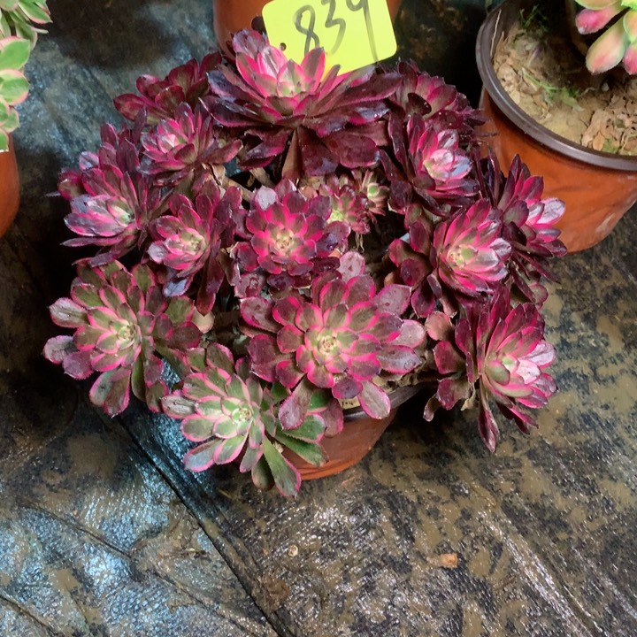 839红金刚多肉一物一拍～