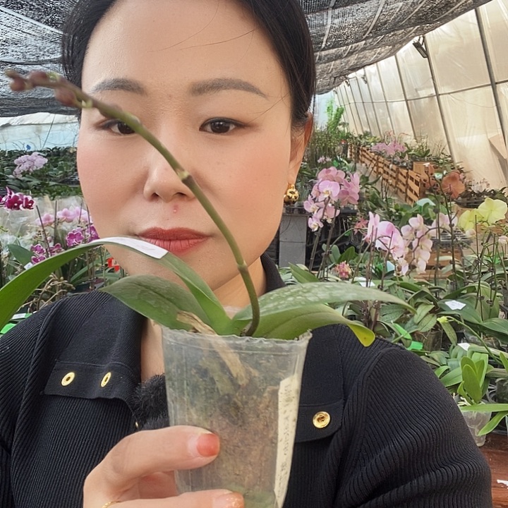 无花朵万花筒蝴蝶兰