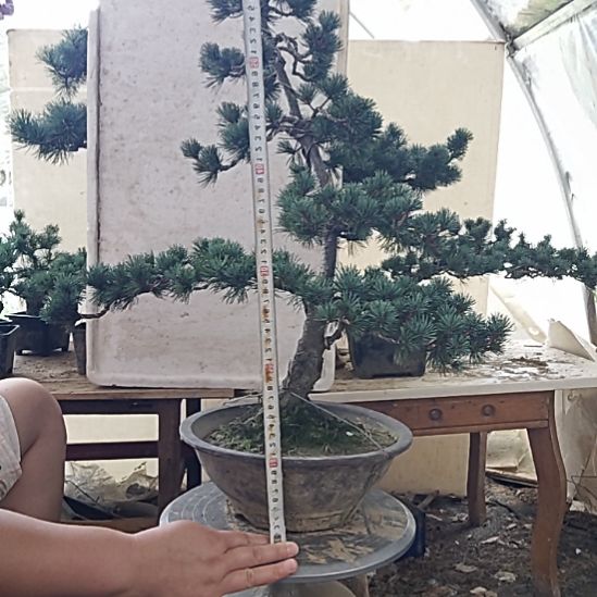 无花朵五针松盆景五针盆景