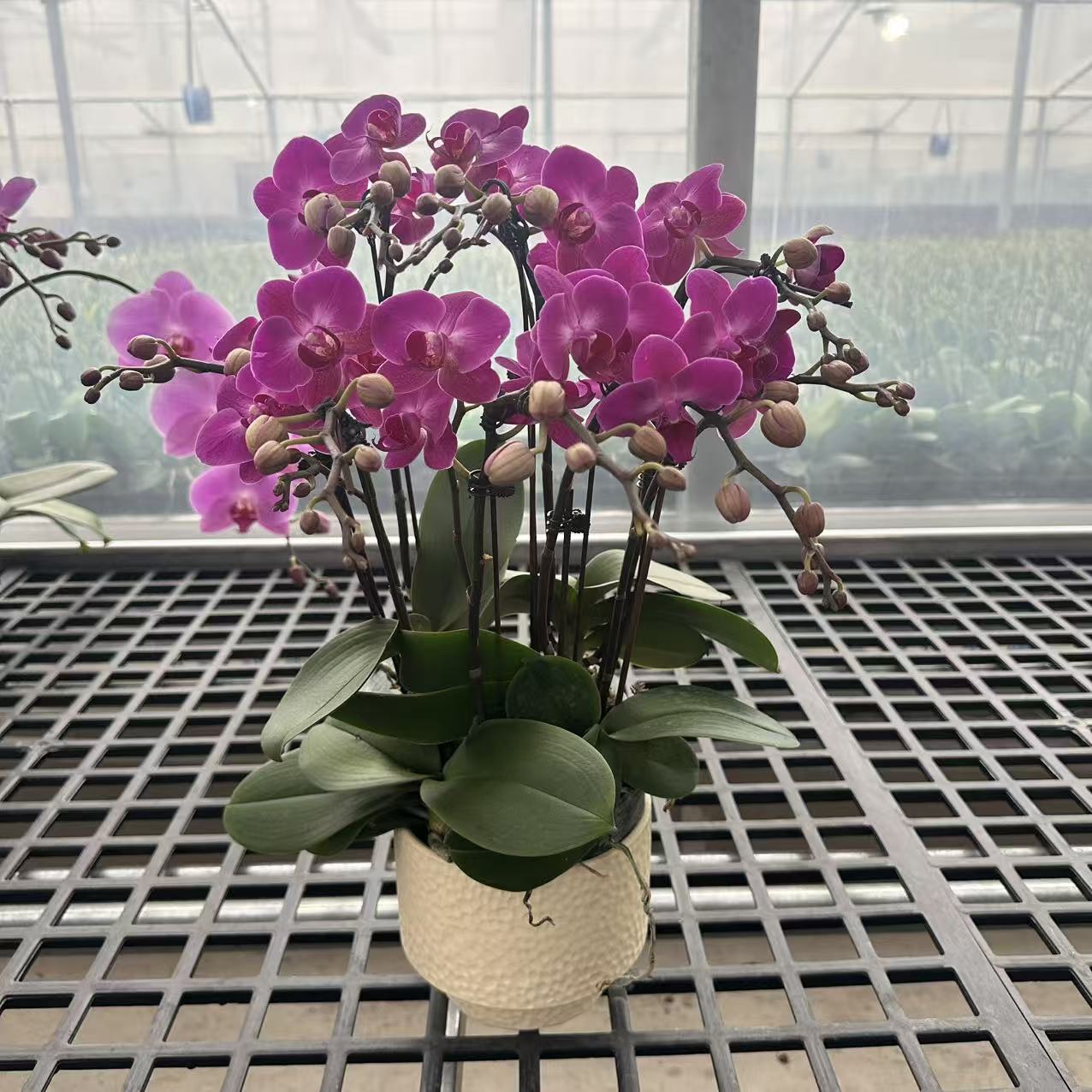 精选蝴蝶兰【幸福仙女】粉紫色蝴蝶兰室内花卉绿植长花期