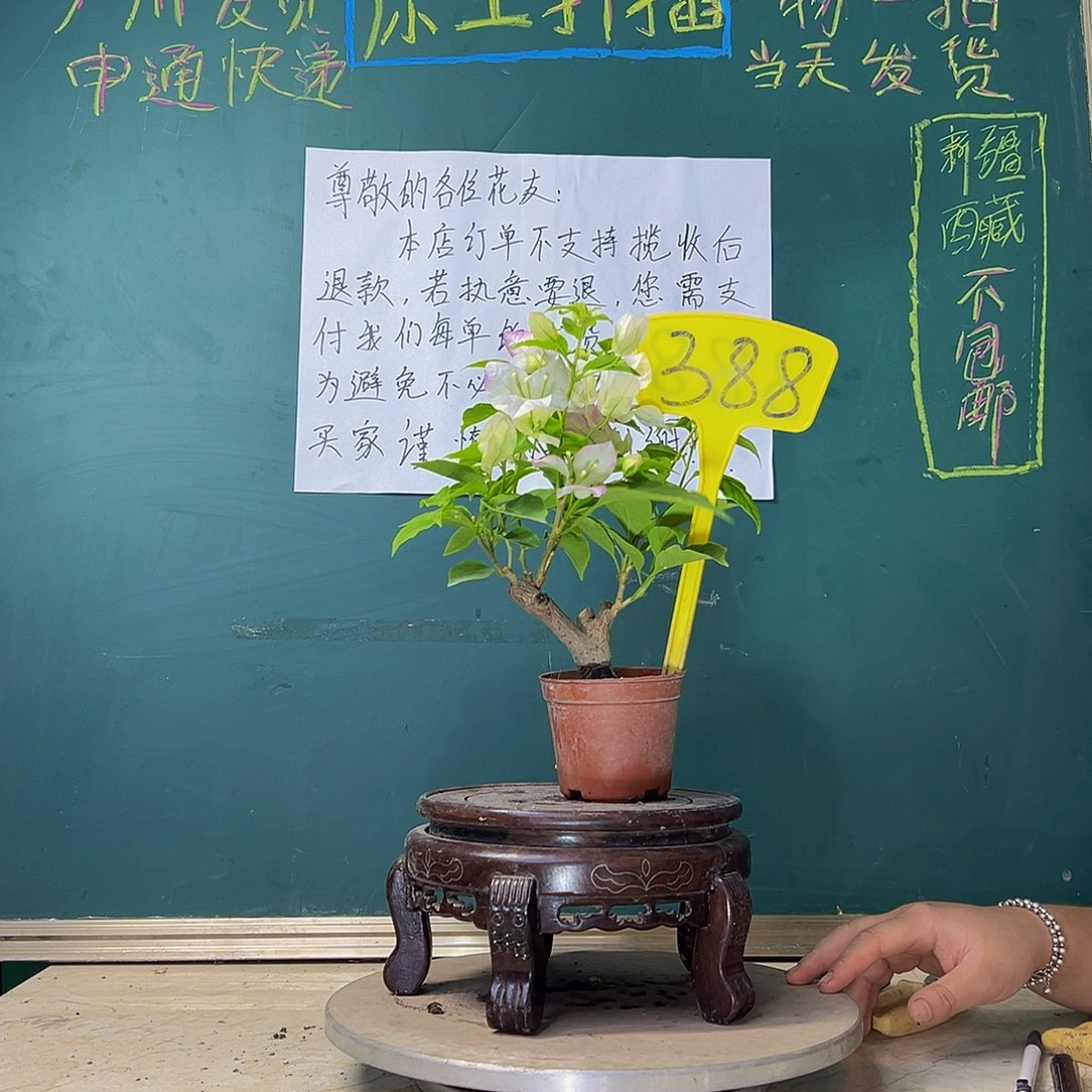 当前无花栽培后可以开花坨坨 口红掌中宝 388