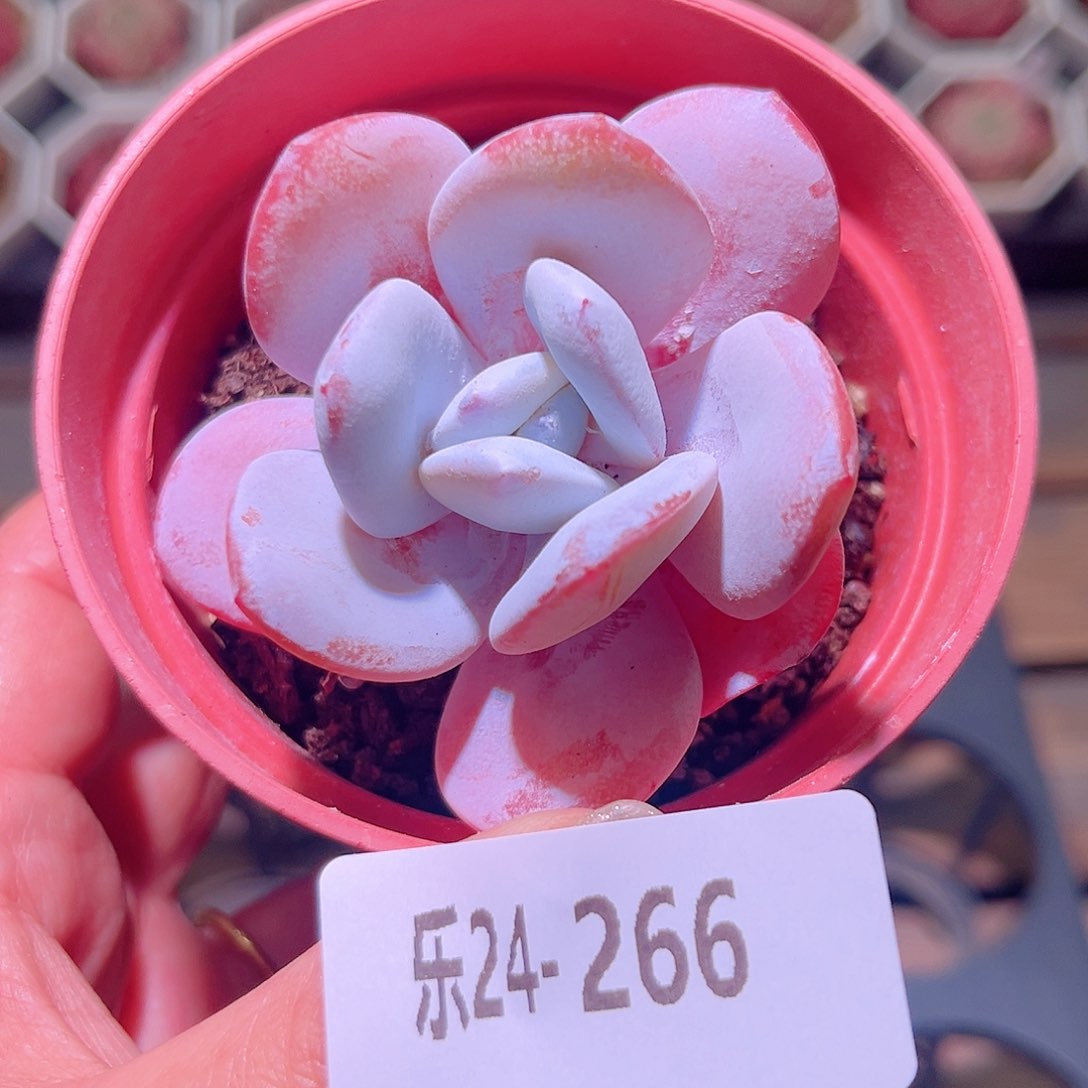 乐然24-266 粉雪莲 