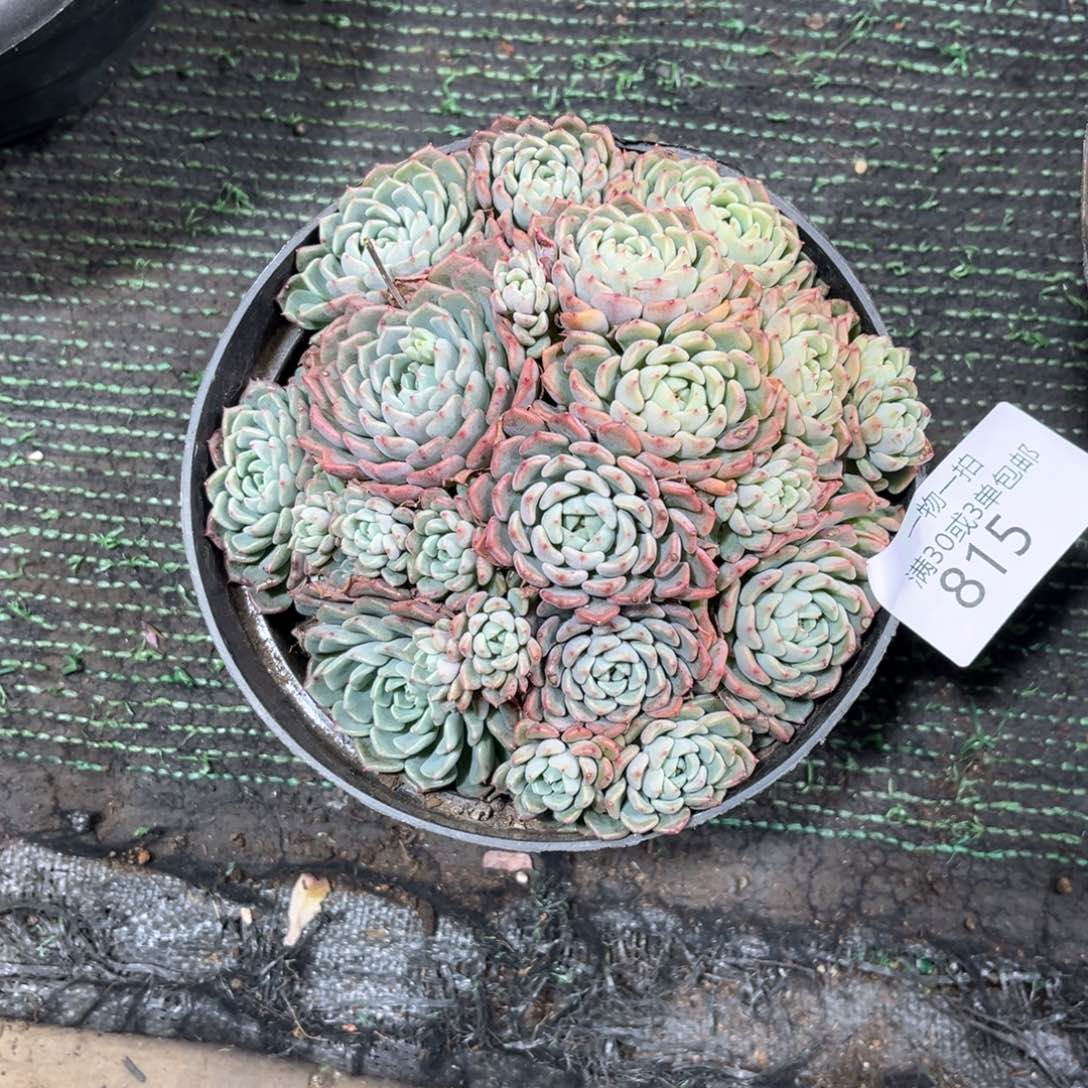 恋***o815红秀娘多肉植物～