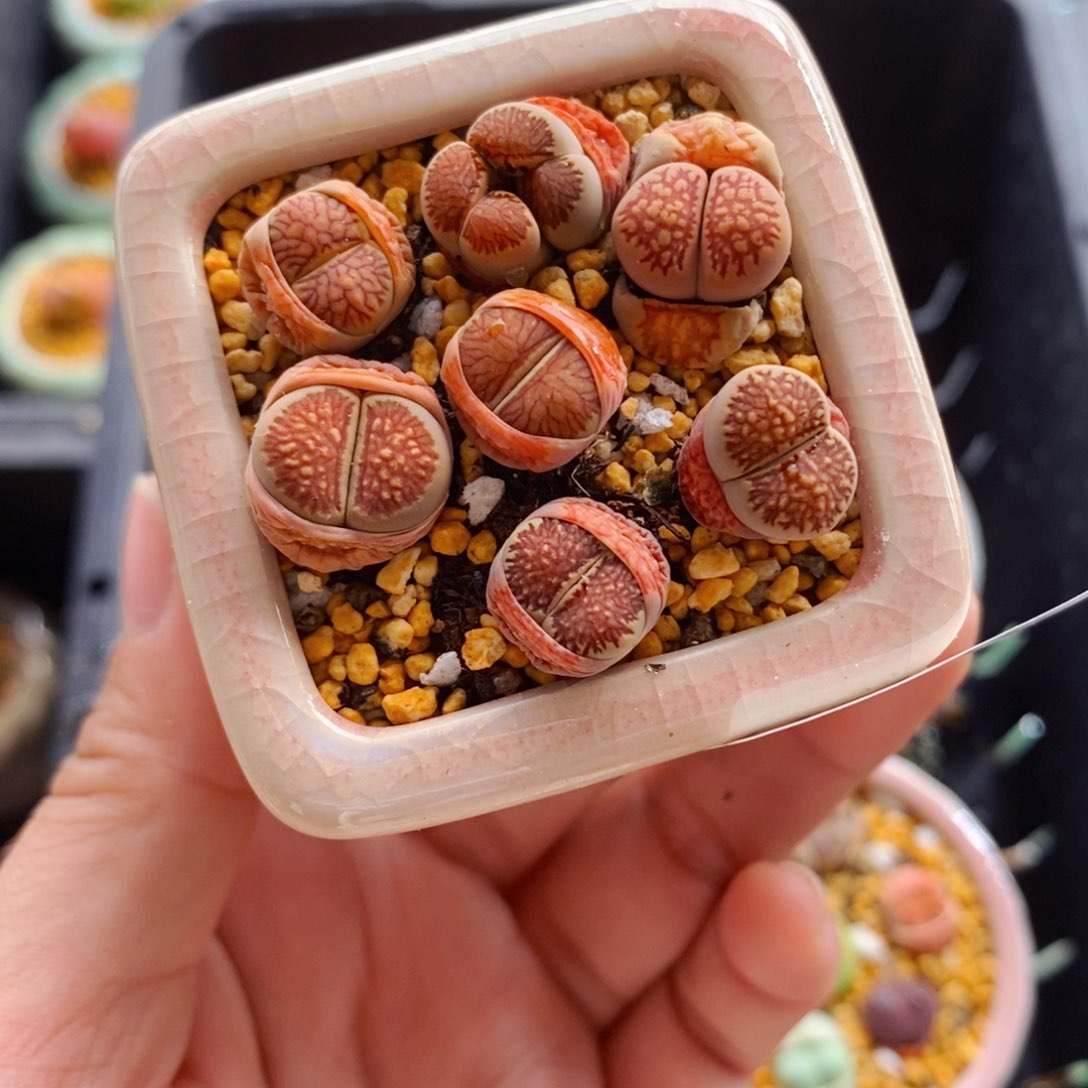 6787--一物一拍 带盆