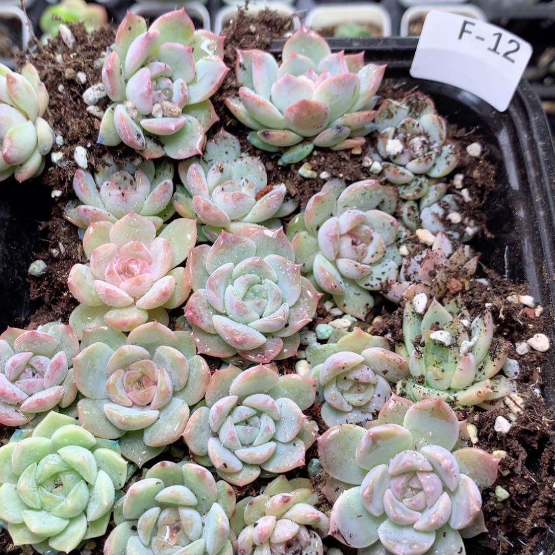 无花朵f12英语英语英语英语