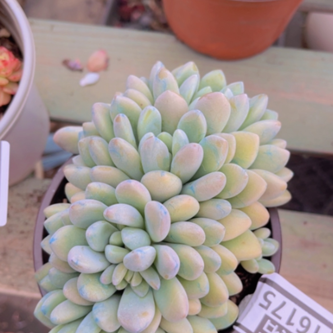 【闪购商品】木糖醇朵朵16175