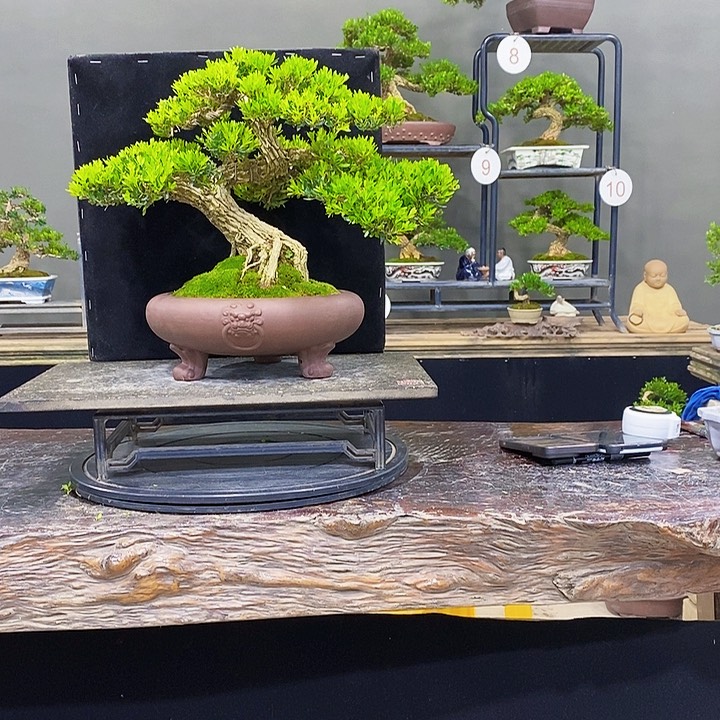 无花朵黄杨盆景四季常青不落叶